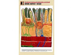 Рельефная таблица "Ворсинка кишечная с сосудом" (формат А1, матовое ламинирование) - fgospostavki.ru - Вологда