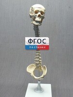 Модель "Позвоночник с черепом и тазом" - fgospostavki.ru - Вологда