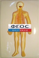 Модель барельефная "Нервная система человека" - fgospostavki.ru - Вологда