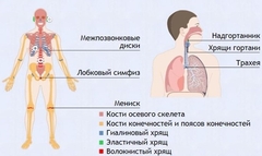 Интерактивные курсы. Биология 9 класс. Базовый. - fgospostavki.ru - Вологда