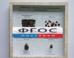 Коллекция энтомологическая "Примеры защитных приспособлений у насекомых" - fgospostavki.ru - Вологда
