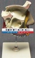 Модель "Разрез носоглотки" - fgospostavki.ru - Вологда