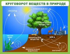 Стенд "Круговорот веществ" - fgospostavki.ru - Вологда