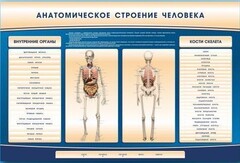 Электрифицированный стенд-тренажер c макетом скелета "Анатомическое строение человека" - fgospostavki.ru - Вологда