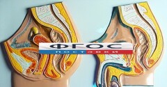 Модель барельефная "Таз мужской и таз женский" - fgospostavki.ru - Вологда