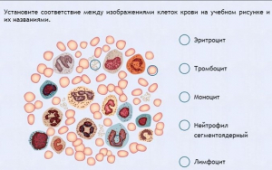 Интерактивные курсы. Биология 11 класс. Расширенный. - fgospostavki.ru - Вологда