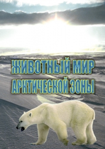 DVD "Животный мир Арктической зоны" - fgospostavki.ru - Вологда