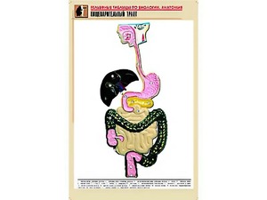 Рельефная таблица "Пищеварительный тракт" (формат А1, матовое ламинирование) - fgospostavki.ru - Вологда