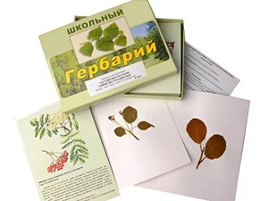 Гербарий "Систематика растений. Семейство Розоцветные" (раздаточный) - fgospostavki.ru - Вологда
