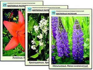 Гербарий фотографический "Основные группы растений" - fgospostavki.ru - Вологда