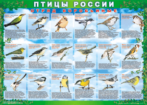 Комплект таблиц "Птицы России (4 листа)" (100х140 сантиметров, винил) - fgospostavki.ru - Вологда