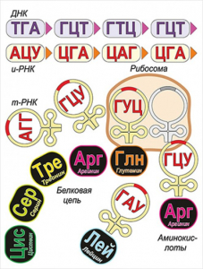 Модель-аппликация Биосинтез белка - fgospostavki.ru - Вологда