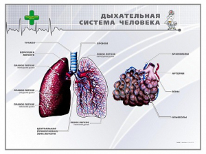 Стенд "Дыхательная система человека" - fgospostavki.ru - Вологда