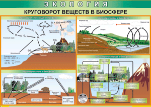 Таблица "Круговорот веществ в биосфере" (100х140 сантиметров, винил) - fgospostavki.ru - Вологда