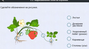 Интерактивные курсы. Биология 7 класс. Расширенный. - fgospostavki.ru - Вологда