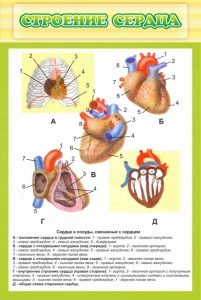 Стенд "Строение сердца" - fgospostavki.ru - Вологда