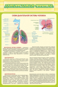 Стенд "Дыхательная система" - fgospostavki.ru - Вологда