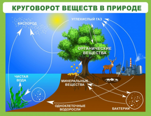 Стенд "Круговорот веществ" - fgospostavki.ru - Вологда