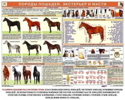 Комплект плакатов "Служебное коневодство" - fgospostavki.ru - Вологда