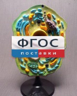 Модель "Клетка растения" - fgospostavki.ru - Вологда