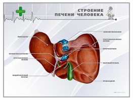 Стенд "Строение печени человека" - fgospostavki.ru - Вологда