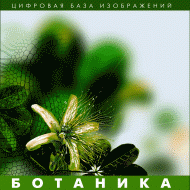 Ботаника. (Цифровая база изображений) - fgospostavki.ru - Вологда
