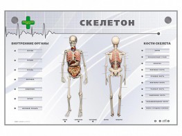 Электрифицированный стенд-тренажер "Скелетон" - fgospostavki.ru - Вологда
