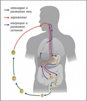 Модель-аппликация Цикл развития аскариды - fgospostavki.ru - Вологда
