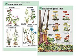 Комплект таблиц "Окружающий мир. Грибы. Растительный мир" (12 таблиц, А1, ламинированные) - fgospostavki.ru - Вологда