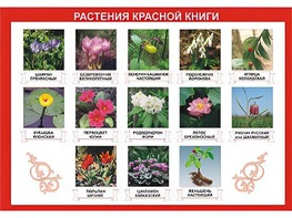 Таблица демонстрационная "Растения Красной книги" (винил 70*100) - fgospostavki.ru - Вологда