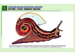 Рельефная таблица "Внутреннее строение брюхоногого моллюска" (формат А1, матовое ламинирование) - fgospostavki.ru - Вологда