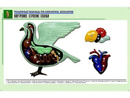 Рельефная таблица "Внутреннее строение голубя" (формат А1, матовое ламинирование) - fgospostavki.ru - Вологда