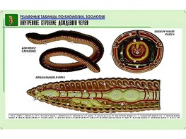 Рельефная таблица "Внутреннее строение дождевого червя" (формат А1, матовое ламинирование) - fgospostavki.ru - Вологда