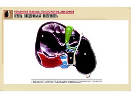 Рельефная таблица "Печень. Висцеральная поверхность" (формат А1, матовое ламинирование) - fgospostavki.ru - Вологда