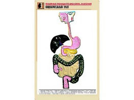 Рельефная таблица "Пищеварительный тракт" (формат А1, матовое ламинирование) - fgospostavki.ru - Вологда