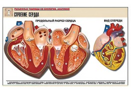 Рельефная таблица "Строение сердца" (формат А1, матовое ламинирование) - fgospostavki.ru - Вологда