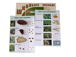 Коллекция "Шишки, плоды, семена деревьев и кустарников" - fgospostavki.ru - Вологда
