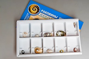 Коллекция "Раковины моллюсков" - fgospostavki.ru - Вологда