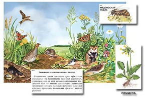 Магнитный плакат-аппликация "Луг: биоразнообразие и взаимосвязи в сообществе" - fgospostavki.ru - Вологда