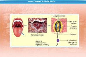 Интерактивные курсы. Биология 10 класс. Базовый. - fgospostavki.ru - Вологда