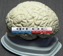 Модель "Мозг в разрезе" (белый) - fgospostavki.ru - Вологда