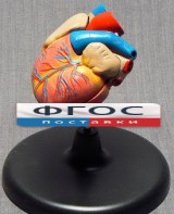 Модель "Сердце" (лабораторная) - fgospostavki.ru - Вологда