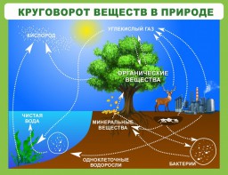 Стенд "Круговорот веществ" - fgospostavki.ru - Вологда