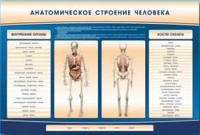 Электрифицированный стенд-тренажер c макетом скелета "Анатомическое строение человека" - fgospostavki.ru - Вологда