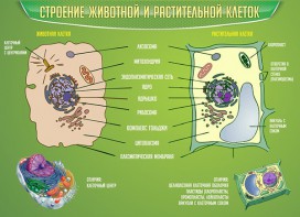 Стенд "Строение животной и растительной клеток" - fgospostavki.ru - Вологда
