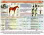 Комплект плакатов "Служебное коневодство" - fgospostavki.ru - Вологда