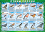 Комплект таблиц "Птицы России (4 листа)" (100х140 сантиметров, винил) - fgospostavki.ru - Вологда