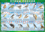 Комплект таблиц "Птицы России (4 листа)" (100х140 сантиметров, винил) - fgospostavki.ru - Вологда