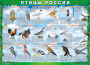 Комплект таблиц "Птицы России (4 листа)" (100х140 сантиметров, винил) - fgospostavki.ru - Вологда
