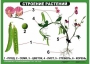 Комплект таблиц "Ознакомление с окружающим миром 1-4 класс" - fgospostavki.ru - Вологда